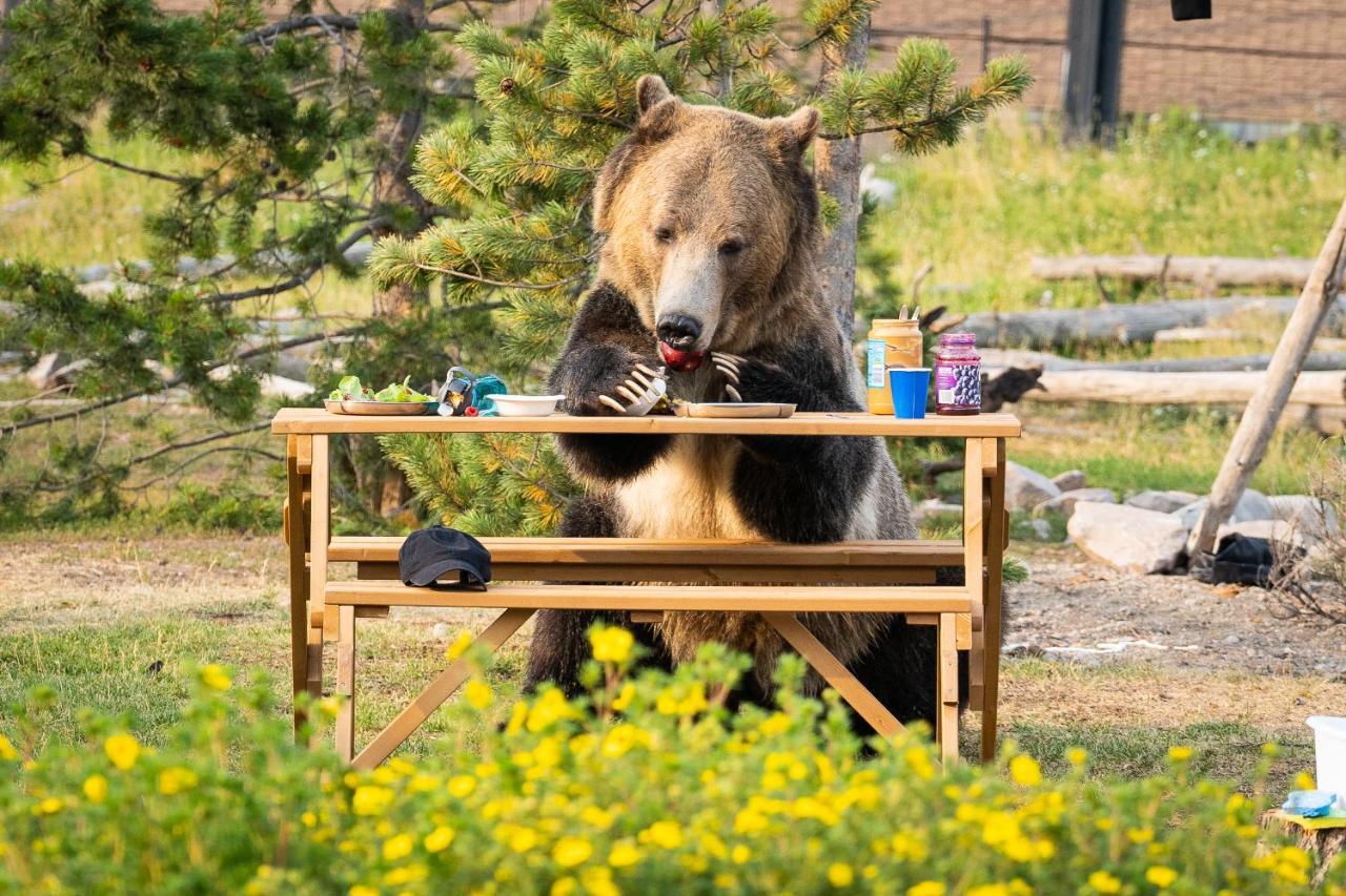 Villa Baby Bear Cabin West Yellowstone Exterior foto