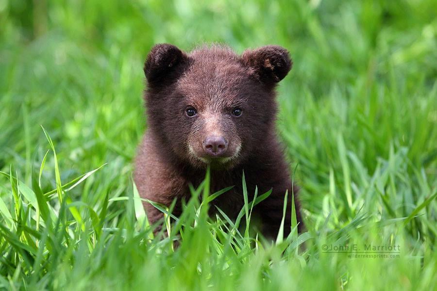 Villa Baby Bear Cabin West Yellowstone Zimmer foto
